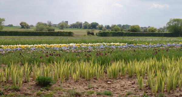 Overlooking Howard's Fields to Burgate Church