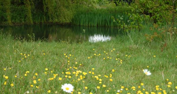 Spring 2016 on Wortham Common