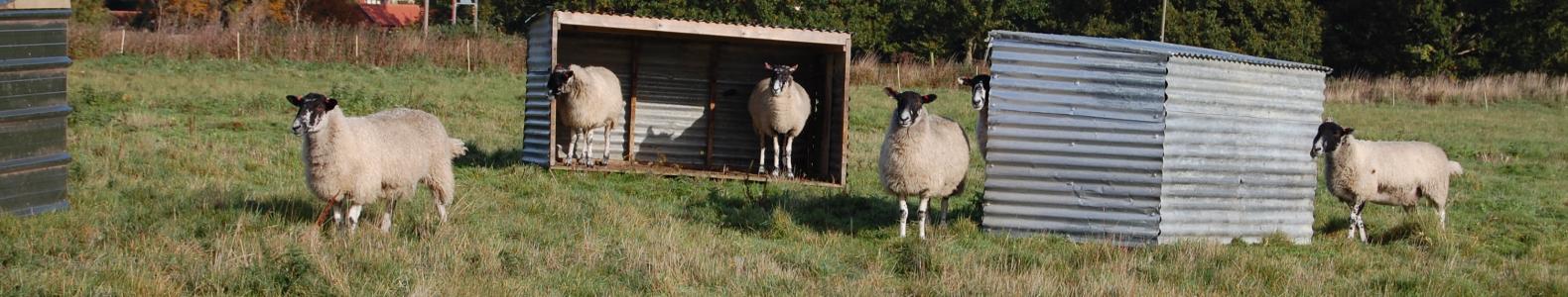 Welcome to Wortham & Burgate 