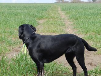 Dog looking in the distance